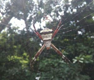 Close-up of spider and web against blurred background