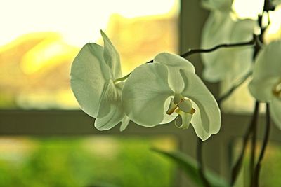 Close-up of flowers blooming outdoors