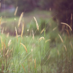 Close-up of stalks in field