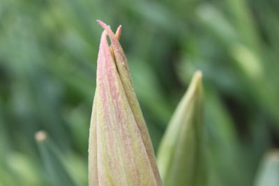 Close-up of flower bud growing outdoors