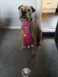 Portrait of dog sitting on floor at home