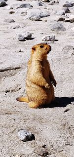 Monkey sitting on rock