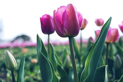 Close-up of pink tulip