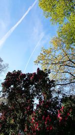 Low angle view of tree against sky