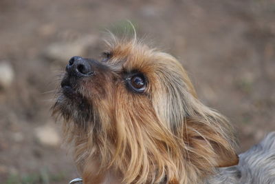 Close-up of dog looking away