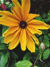 Close-up of yellow flower blooming outdoors