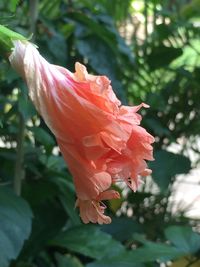 Close-up of pink rose flower