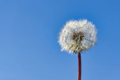 Close-up of dandelion against blue sky