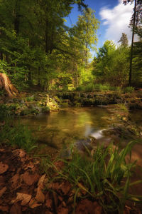 Scenic view of waterfall in forest