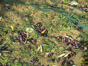 High angle view of dead plants on land