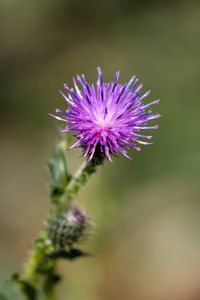 Close-up of purple thistle flower