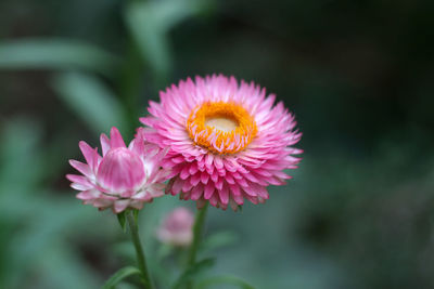 Close-up of pink flower