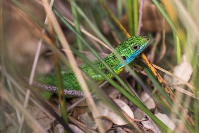 Close-up of lizard on plant