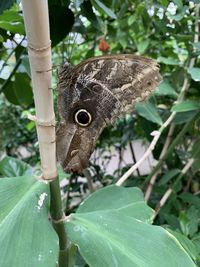 Close-up of butterfly on plant