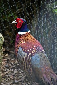 Close-up of male ring-necked pheasant looking around a cage