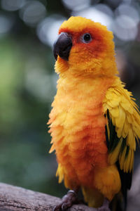 Close-up of parrot perching