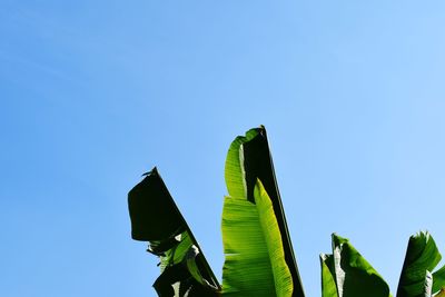 Low angle view of plant against sky