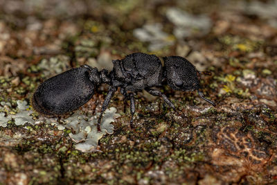 Close-up of insect