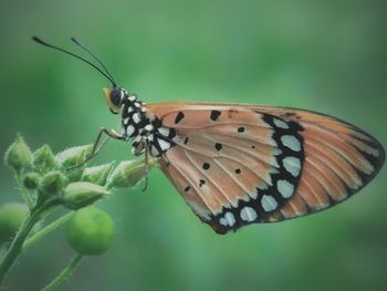 Close-up of butterfly perching on plant