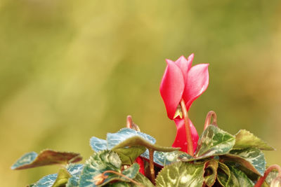 Close-up of red flowering plant