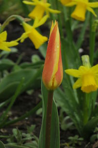 Close-up of yellow flowering plant on field