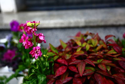 Close-up of flowers blooming outdoors