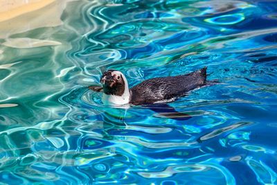 High angle view of duck swimming in lake