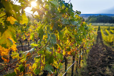 View of vineyard