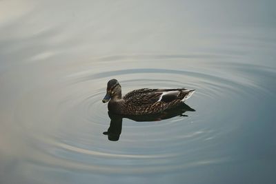 Duck swimming in lake