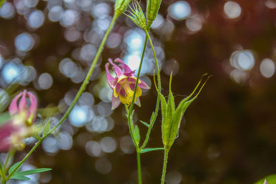 Close-up of purple flowering plant