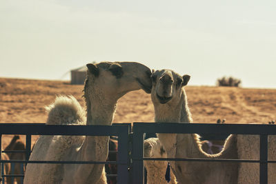 Side view of camel on field