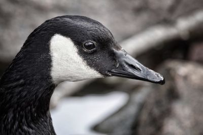 Close-up of bird against rocks