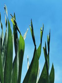 Low angle view of plants growing on field against sky