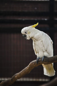 Close-up of cockatoo perching on wood in cage at zoo