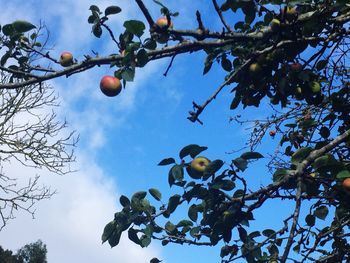 Low angle view of fruits on tree against sky