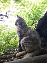 Cat on tree