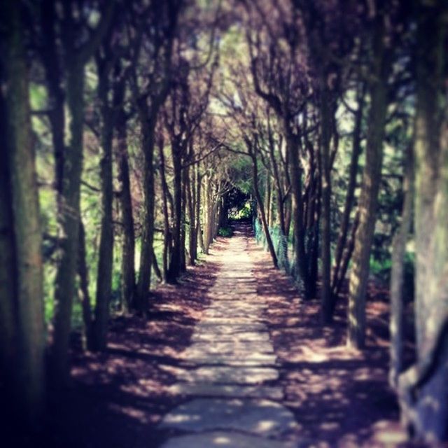 the way forward, tree, diminishing perspective, vanishing point, tranquility, forest, tree trunk, treelined, nature, tranquil scene, growth, woodland, narrow, footpath, long, pathway, beauty in nature, in a row, scenics, walkway