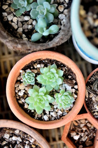 Directly above shot of potted plant