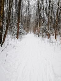 Bare trees on snow covered landscape