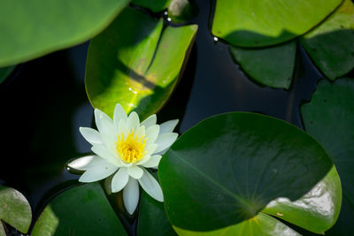 Close-up of white flowers