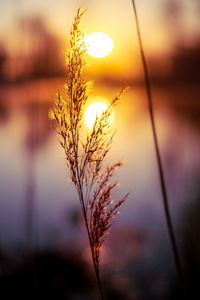 Close-up of stalks against sky at sunset