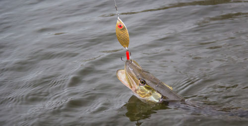 Freshwater northern pike fish know as esox lucius.