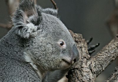 Close-up of a koala on tree