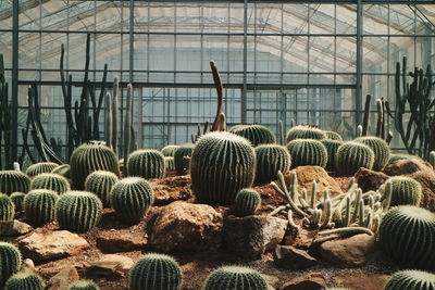 Close-up of cactus plants in greenhouse