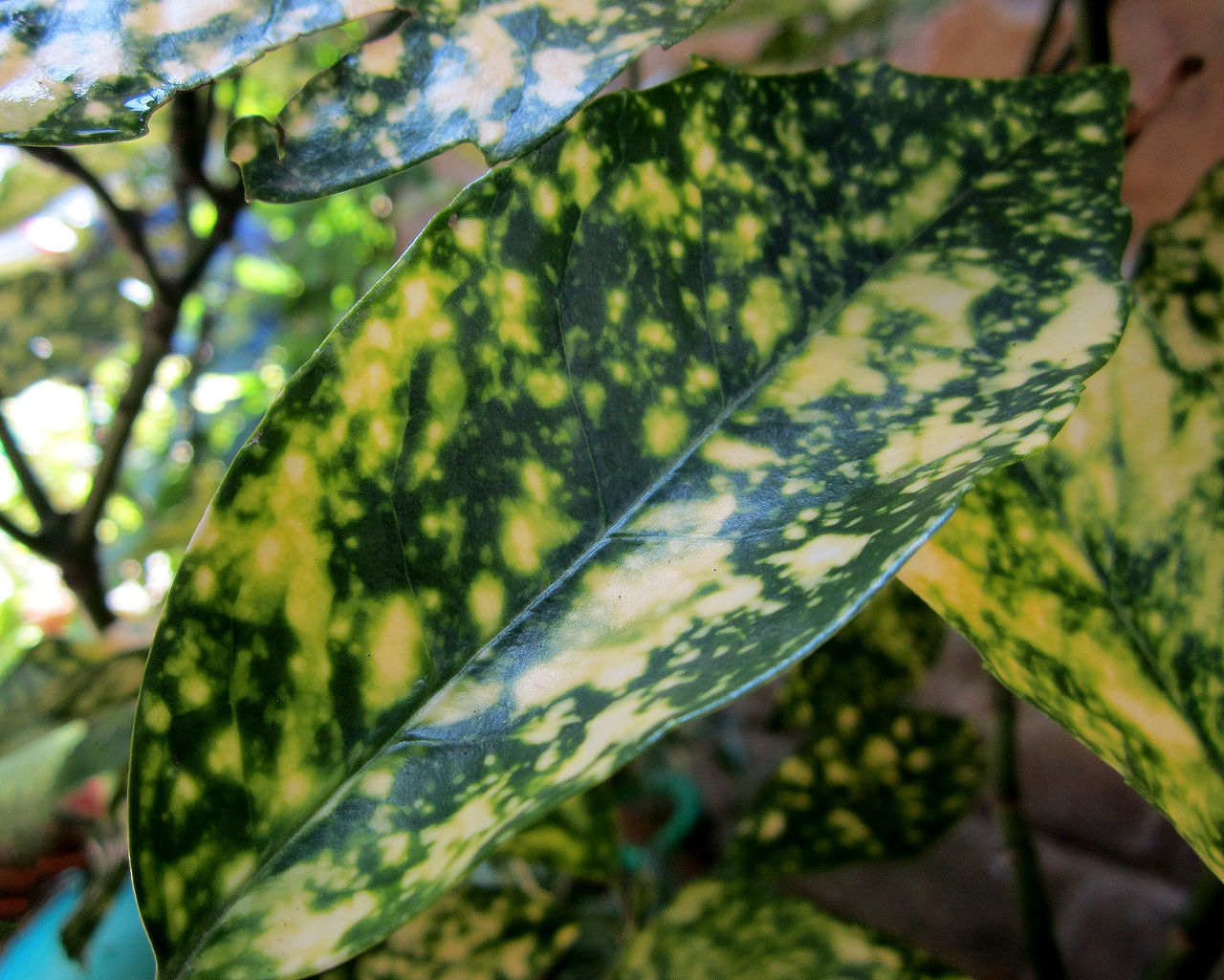 CLOSE-UP OF TREE LEAVES