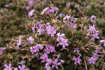 Close-up of purple flowering plants on field