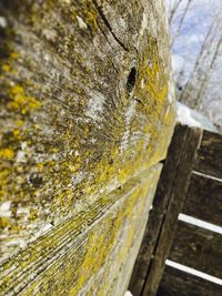 Close-up of tree trunk