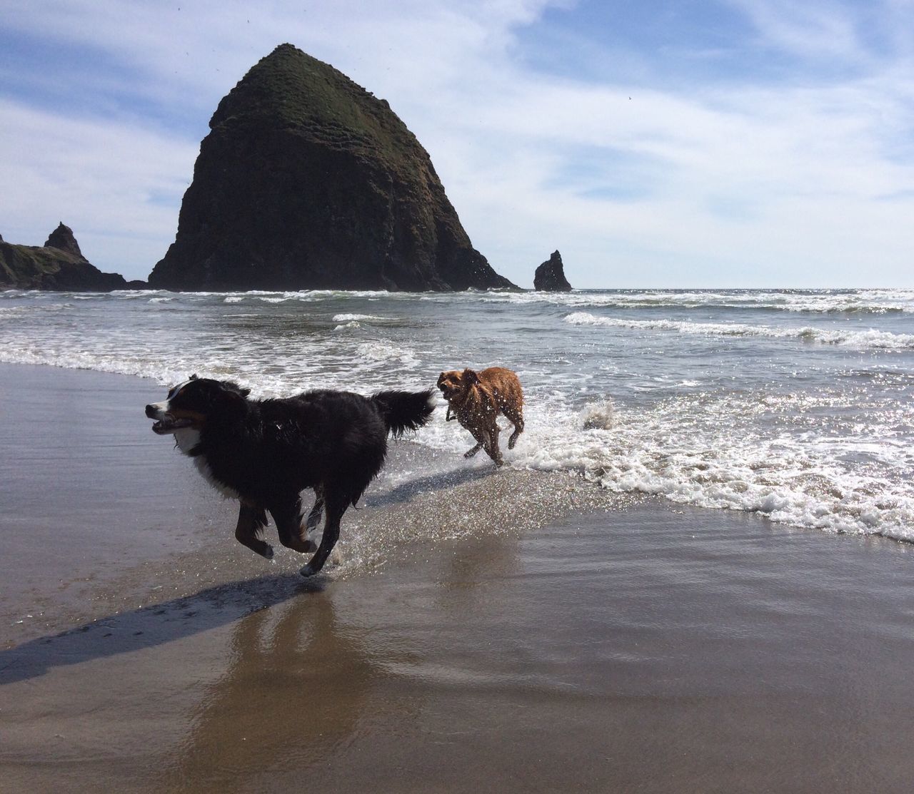 sea, water, domestic animals, dog, beach, animal themes, pets, mammal, one animal, sky, shore, horizon over water, sand, nature, scenics, tranquil scene, full length, tranquility, wave, beauty in nature