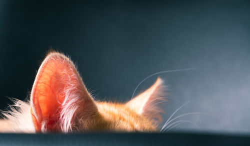 Close-up of cat looking away