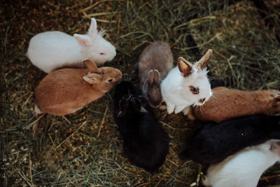 High angle view of cats on field